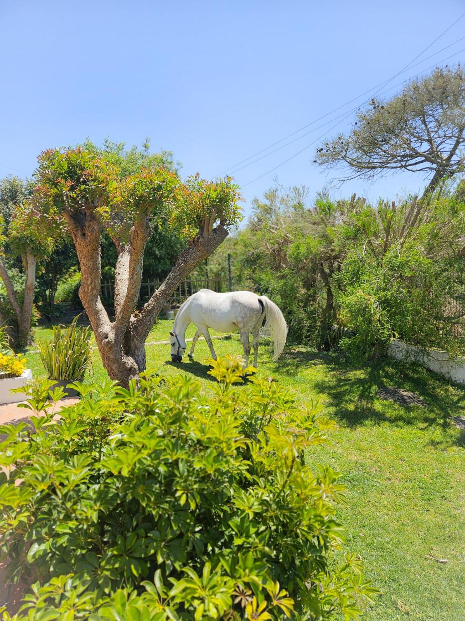 Casa Seahorses B Cottage シントラ エクステリア 写真
